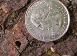 d-shaped exit holes